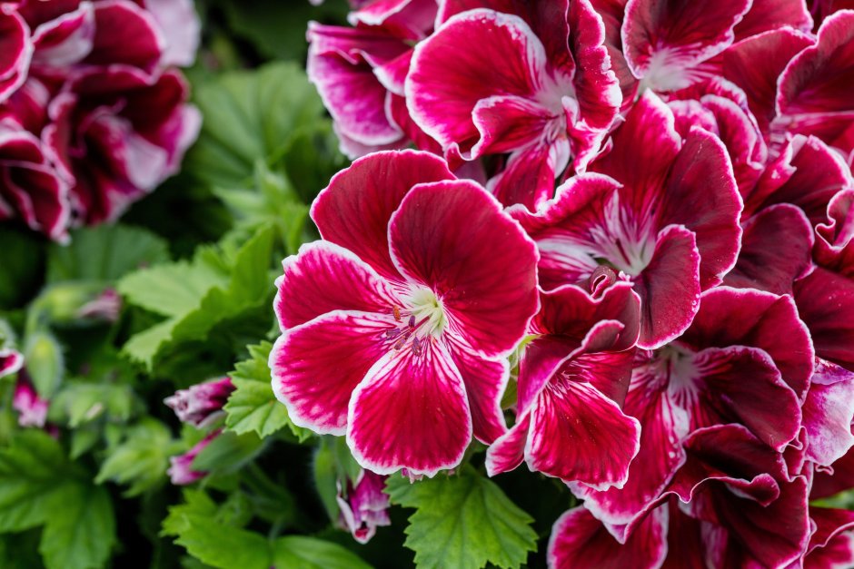 Pelargonium grandiflorum