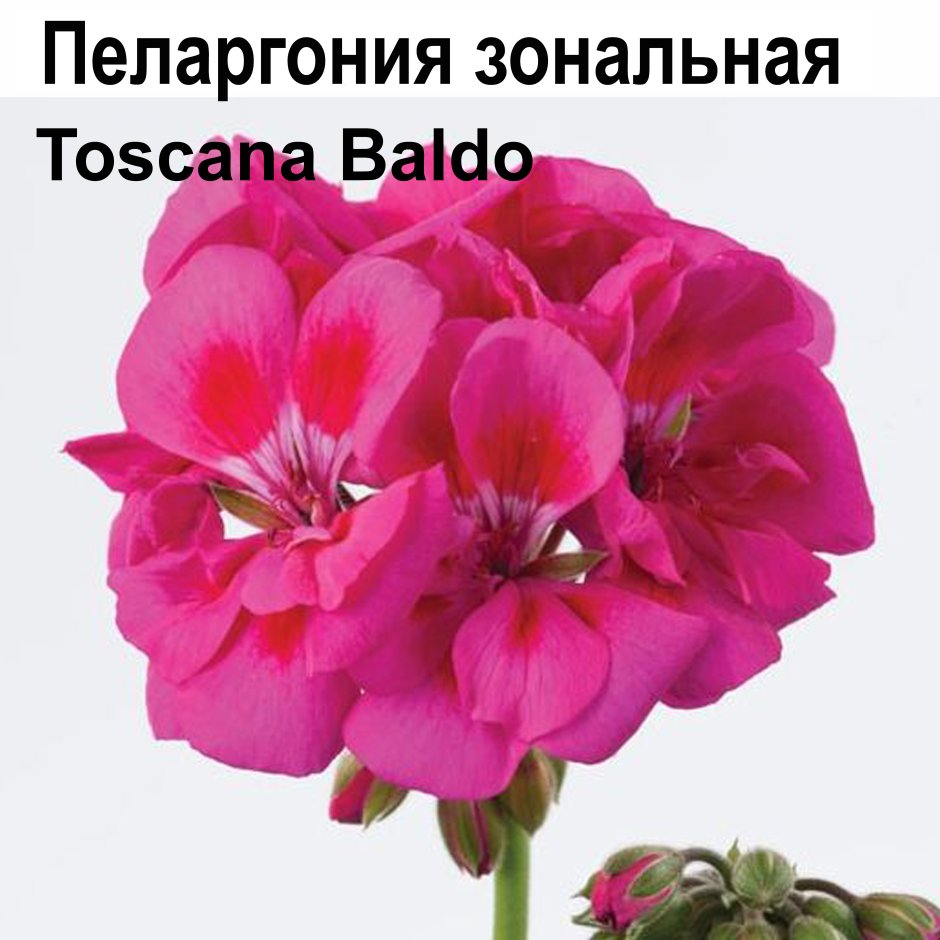 Пеларгония Toscana Baldo