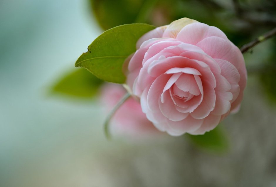 Камелия китайская розовая