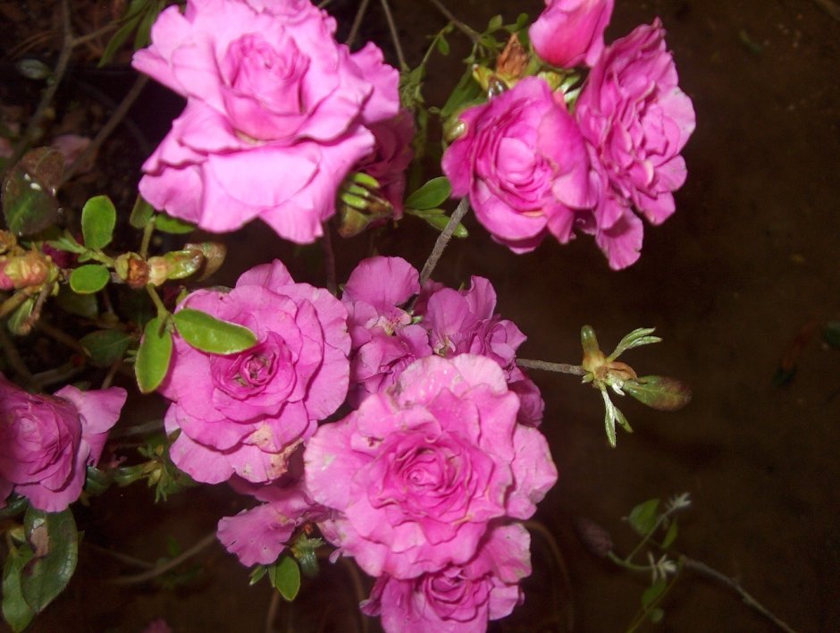 Английская роза Азалия