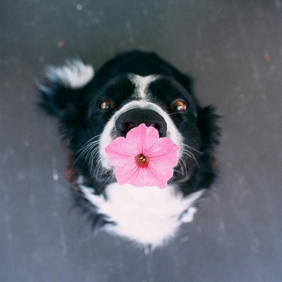 Собака с цветочком