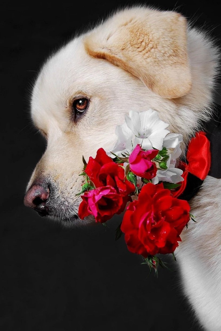 Собака с цветами в зубах