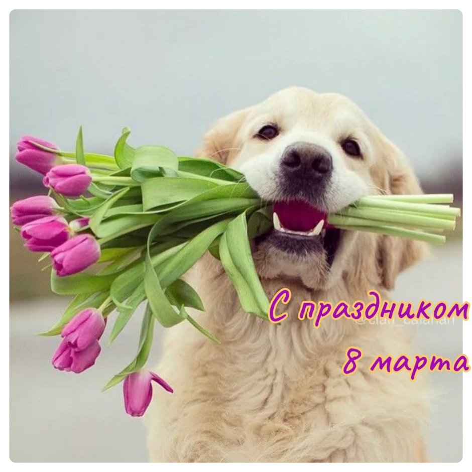 Собака с букетом цветов