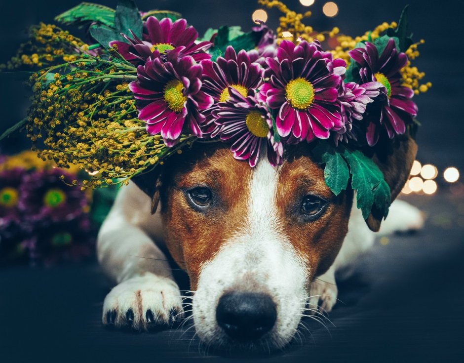 Собака с венком из цветов