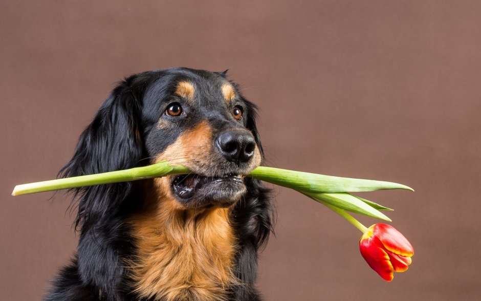 Собака с цветком в зубах