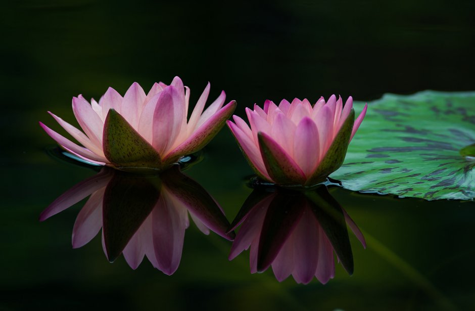 Цветы отражение в воде