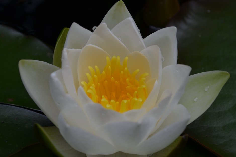 Белый Nymphaea Lotus Египетская Лилия белая