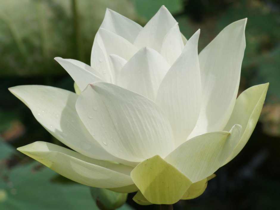 Лотус цветок белый