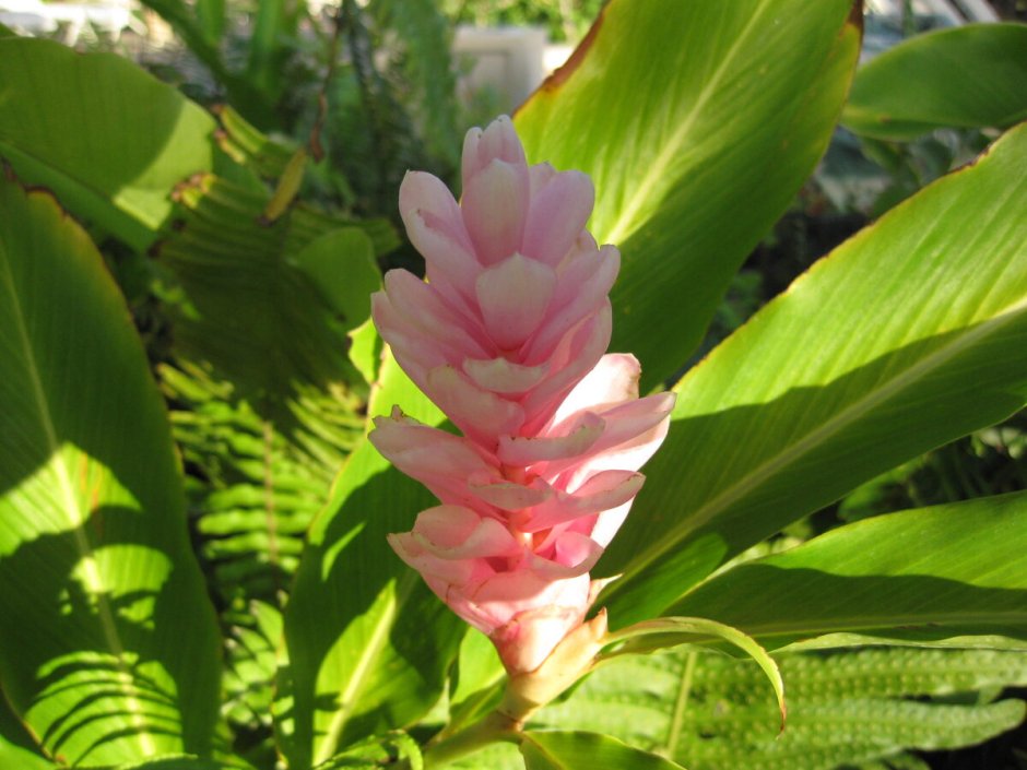 Гавайский имбирь растение