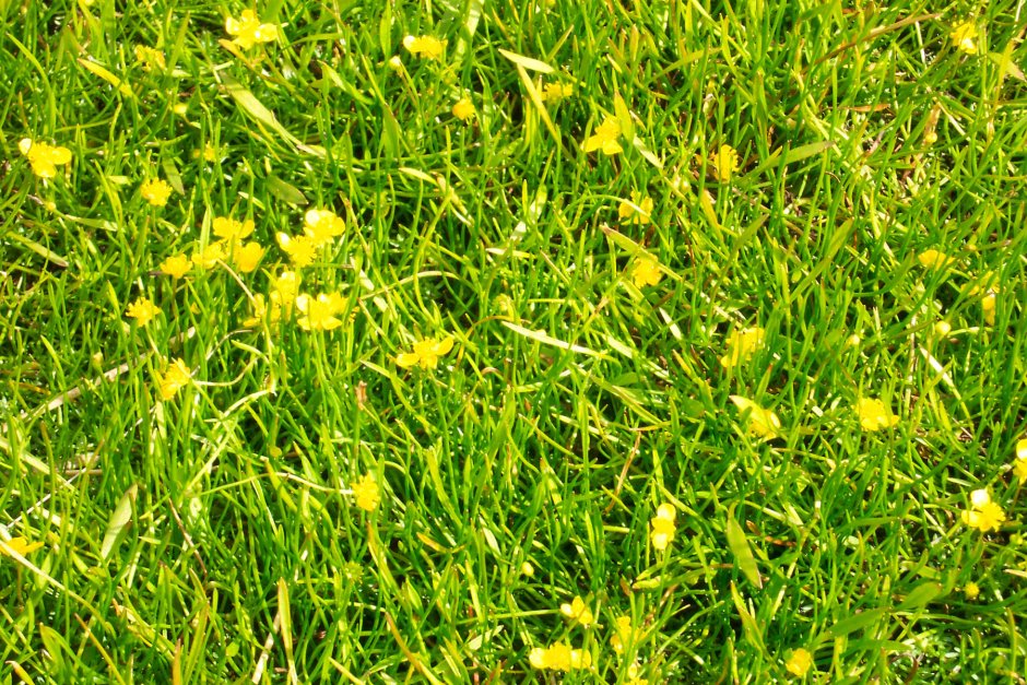 Газонная трава с желтыми цветами