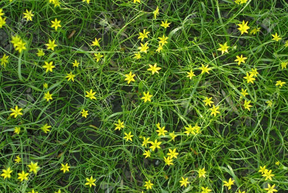 Газонная трава с желтыми мелкими цветочками