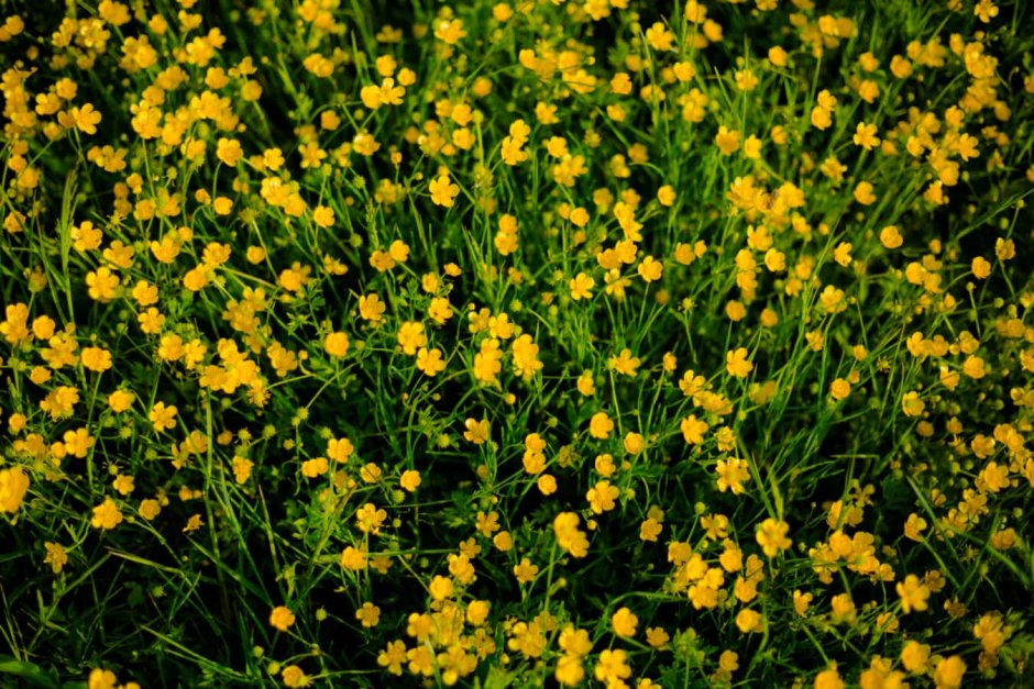 Трава с желтыми цветочками