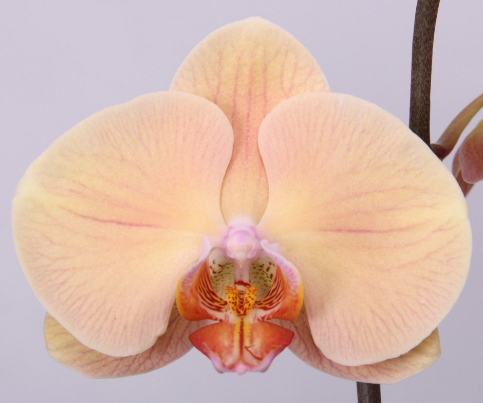 Орхидея фаленопсис Lady Marmalade