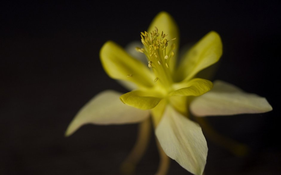 Желтый цветок с острыми лепестками