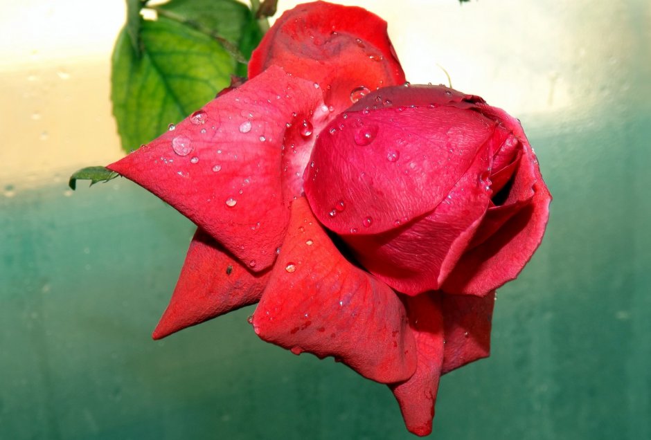 Красная роза с острыми лепестками