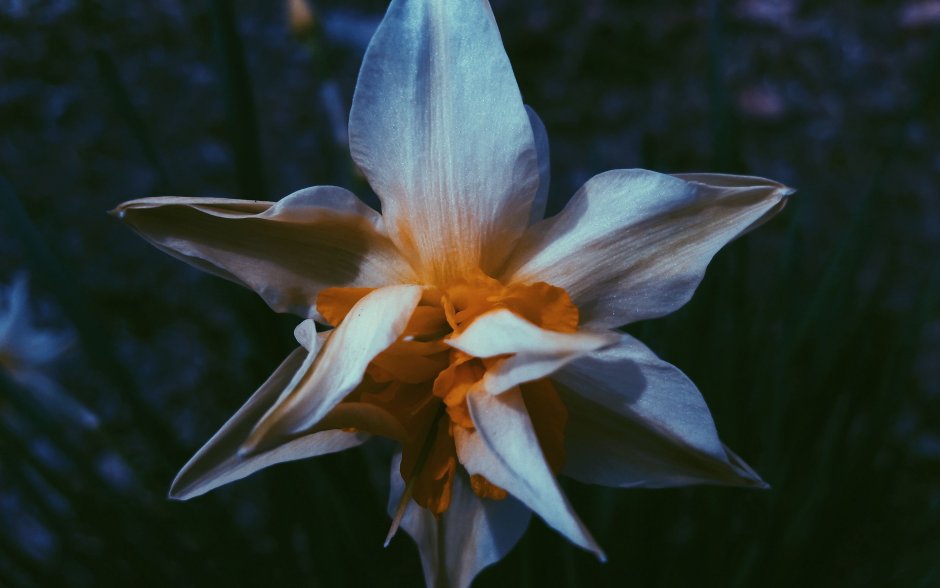 Нарцисс цветок смерти