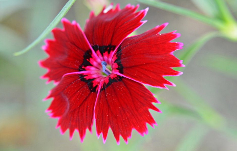 Красный лепесток Цветика