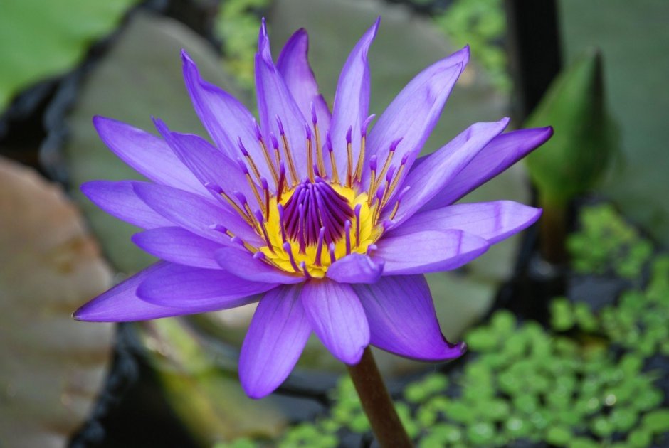 Лотус цветок фиолетовый