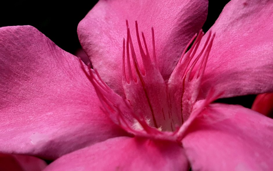 Бархатные розовые цветы