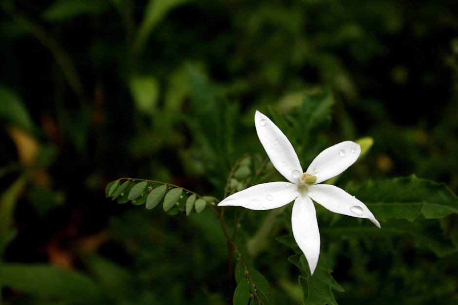 Белый пятилепестковый цветок