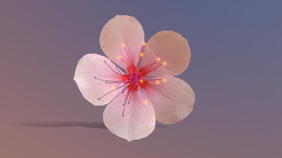 Распускающийся цветок 3d модель