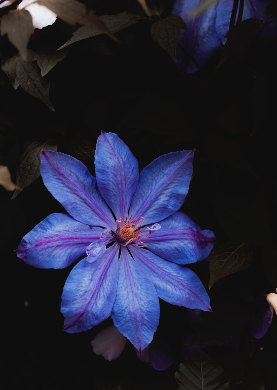 Голубой цветок с острыми лепестками