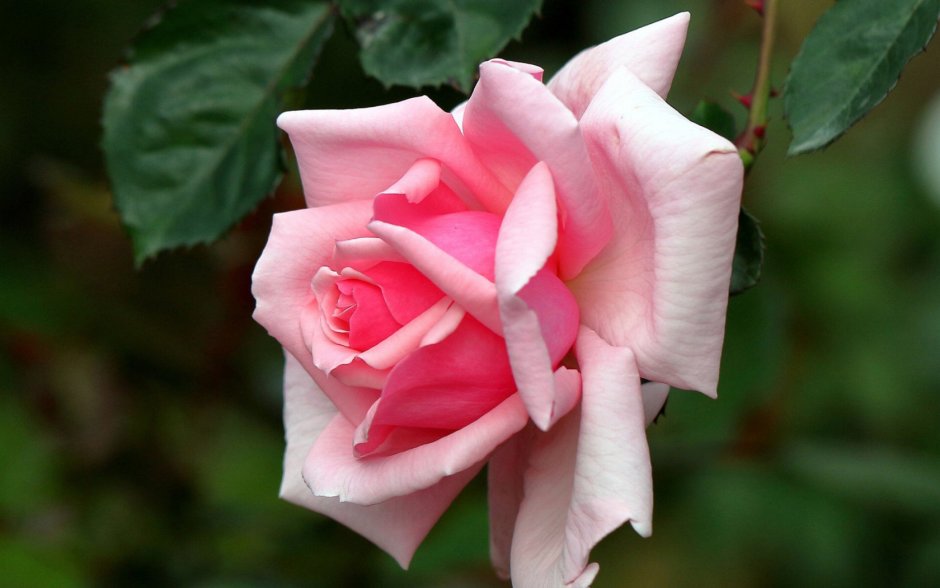 Роза чайная острыми лепестками цветок
