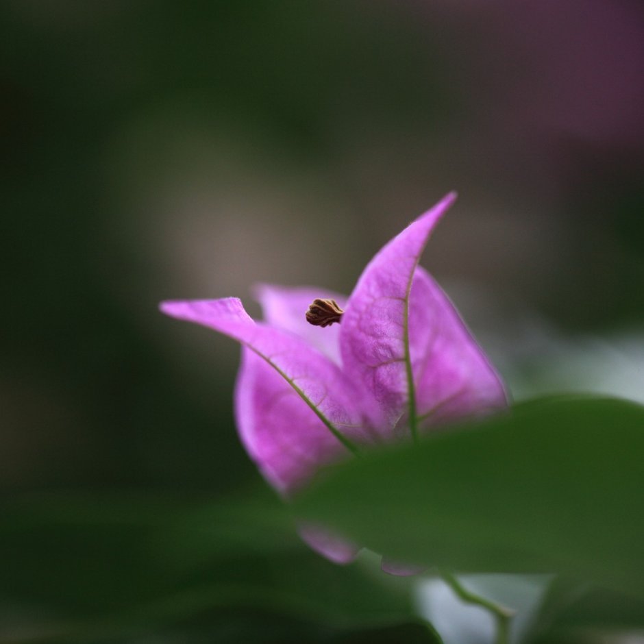 Колибри и розовый цветок