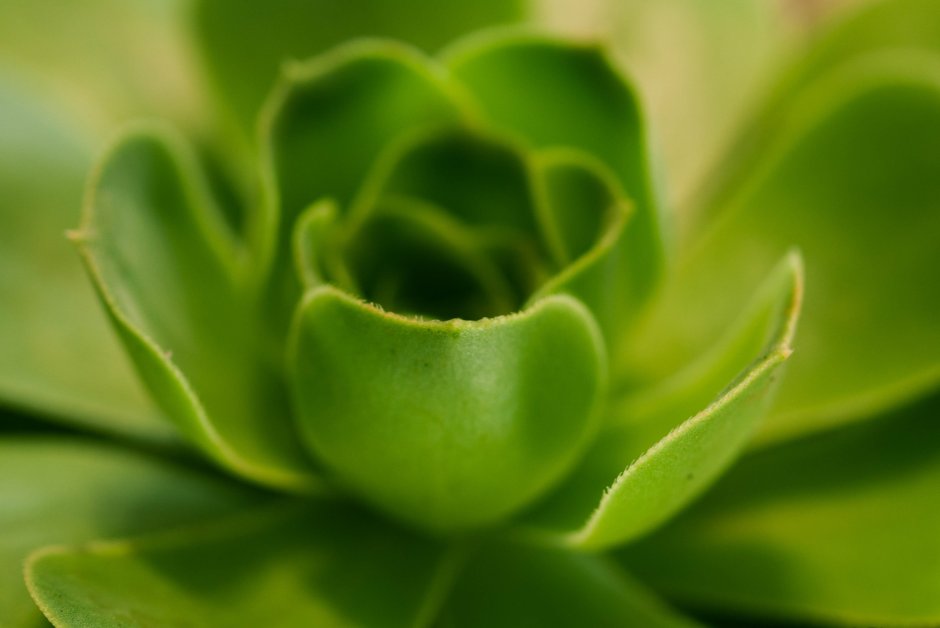 Цветок зеленый Клер