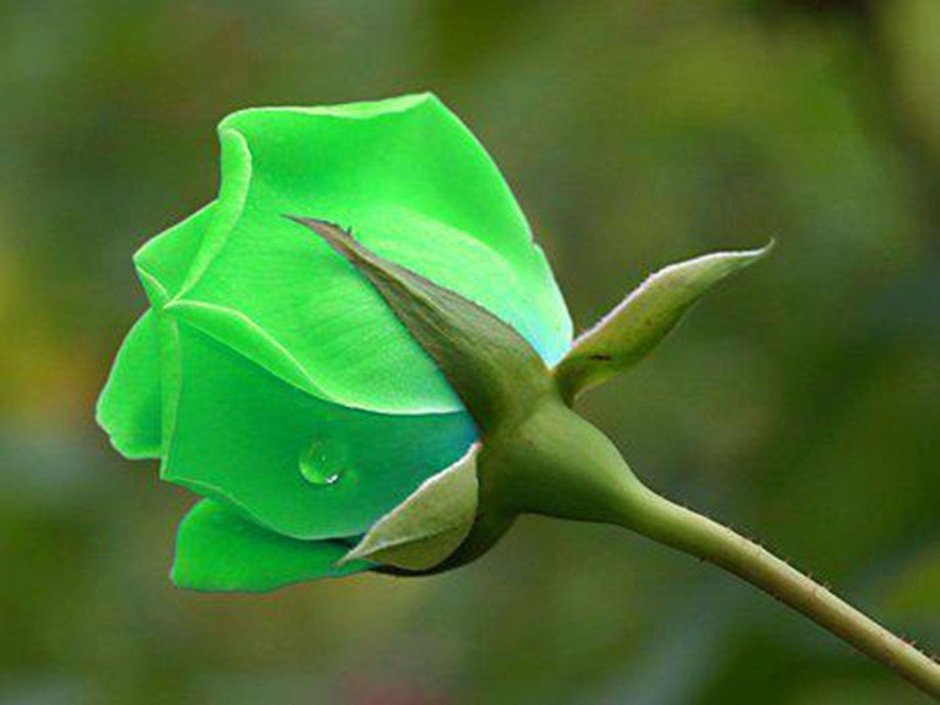 Цветочек зеленый