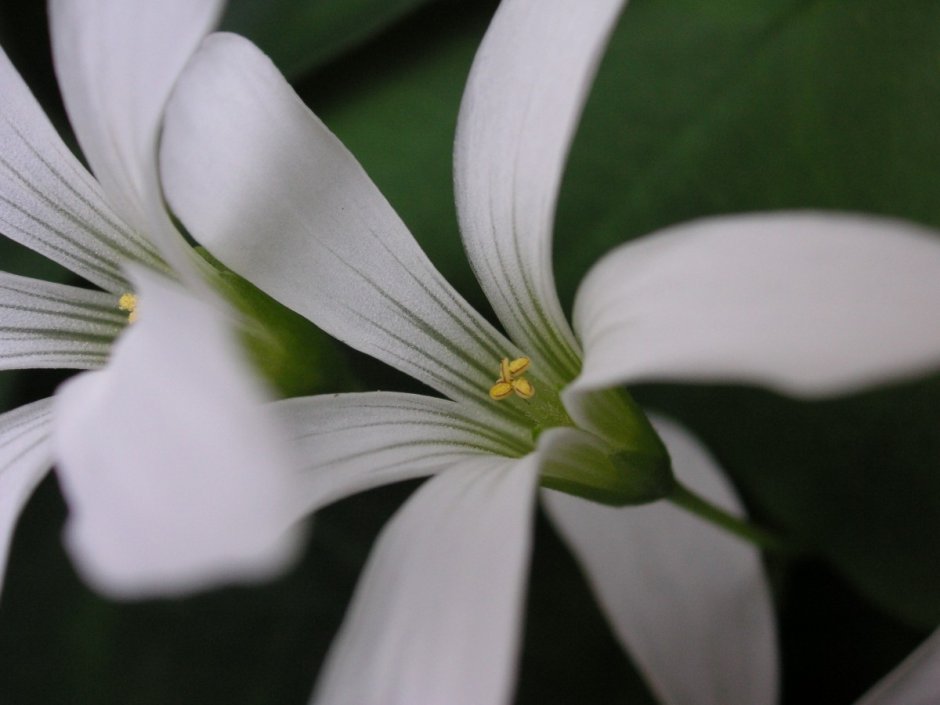 Белый цветок с четырьмя лепестками