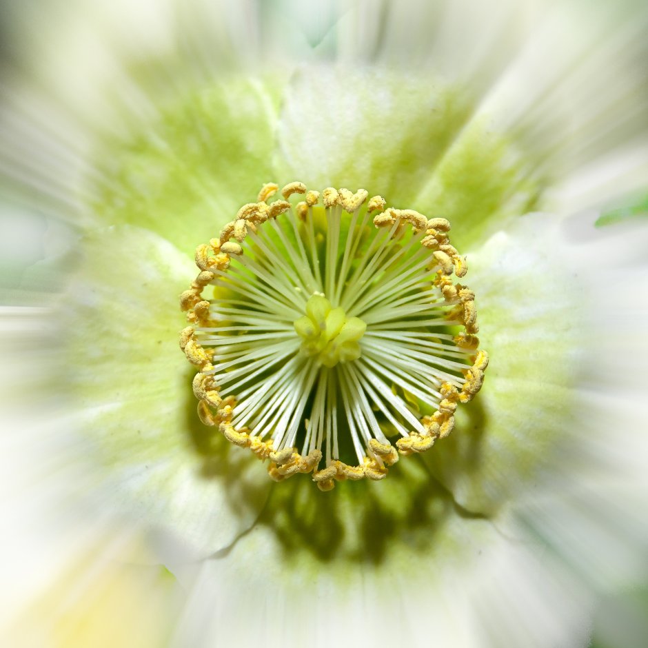 Зеленый лепесток цветка картинка