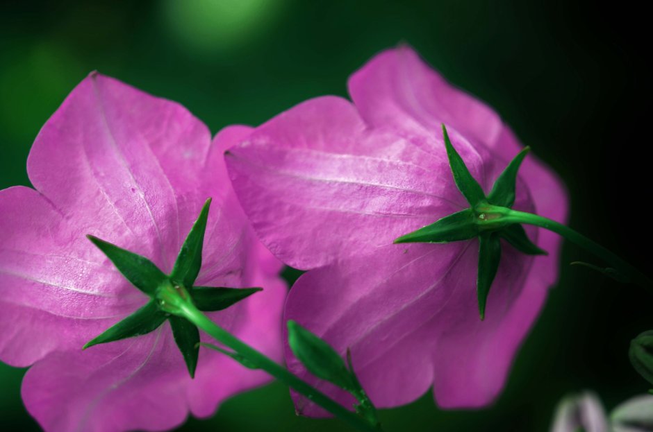 Розовый цветок на зеленой ножке