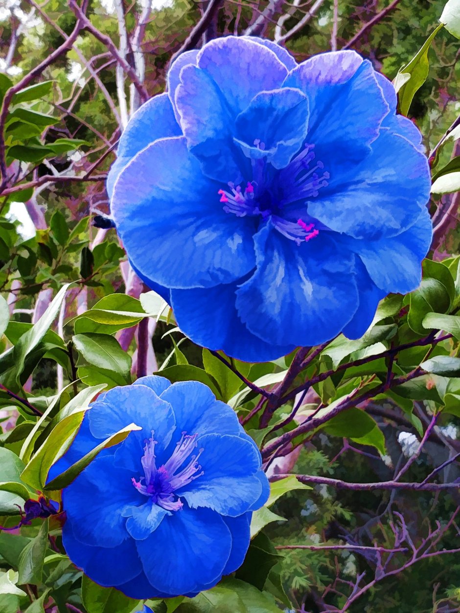 Камелия цветок голубая