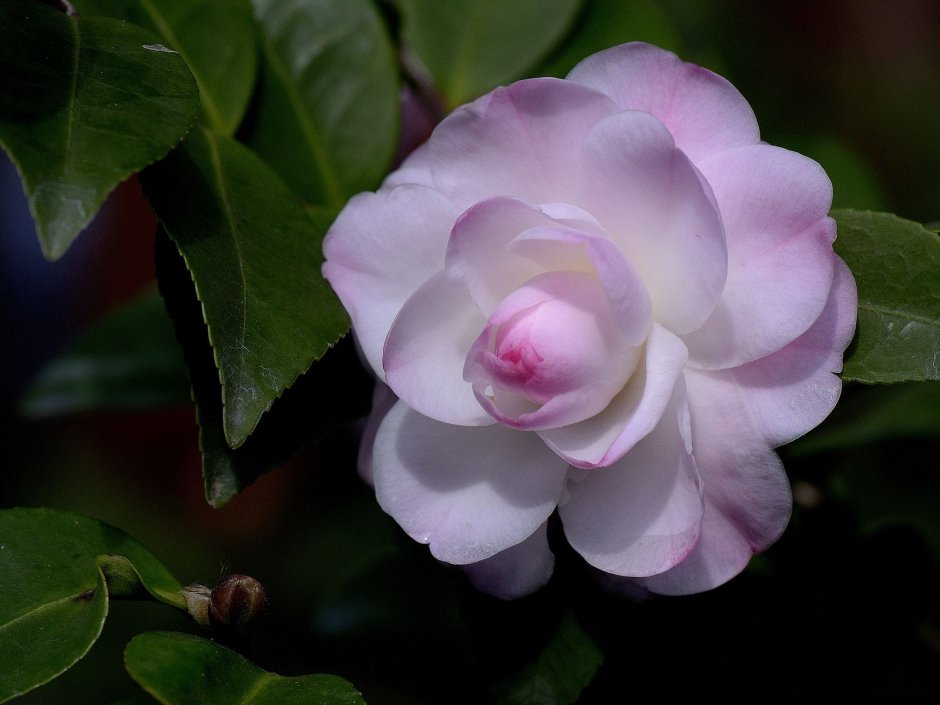 Камелия (Camellia)