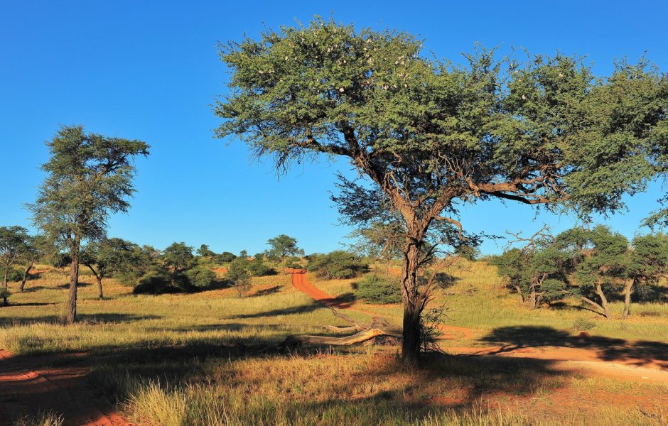 Африkа Намибия Саванна