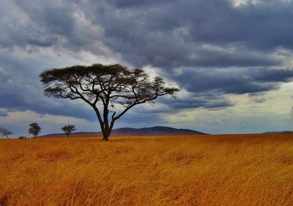 Серенгети Танзания дерево