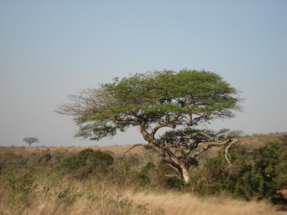 Растительность саванн и редколесий Африки
