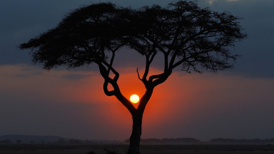 Африканские деревья