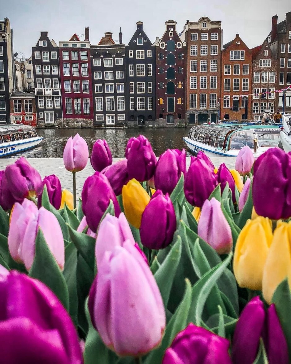 Нидерланды Амстердам тюльпаны