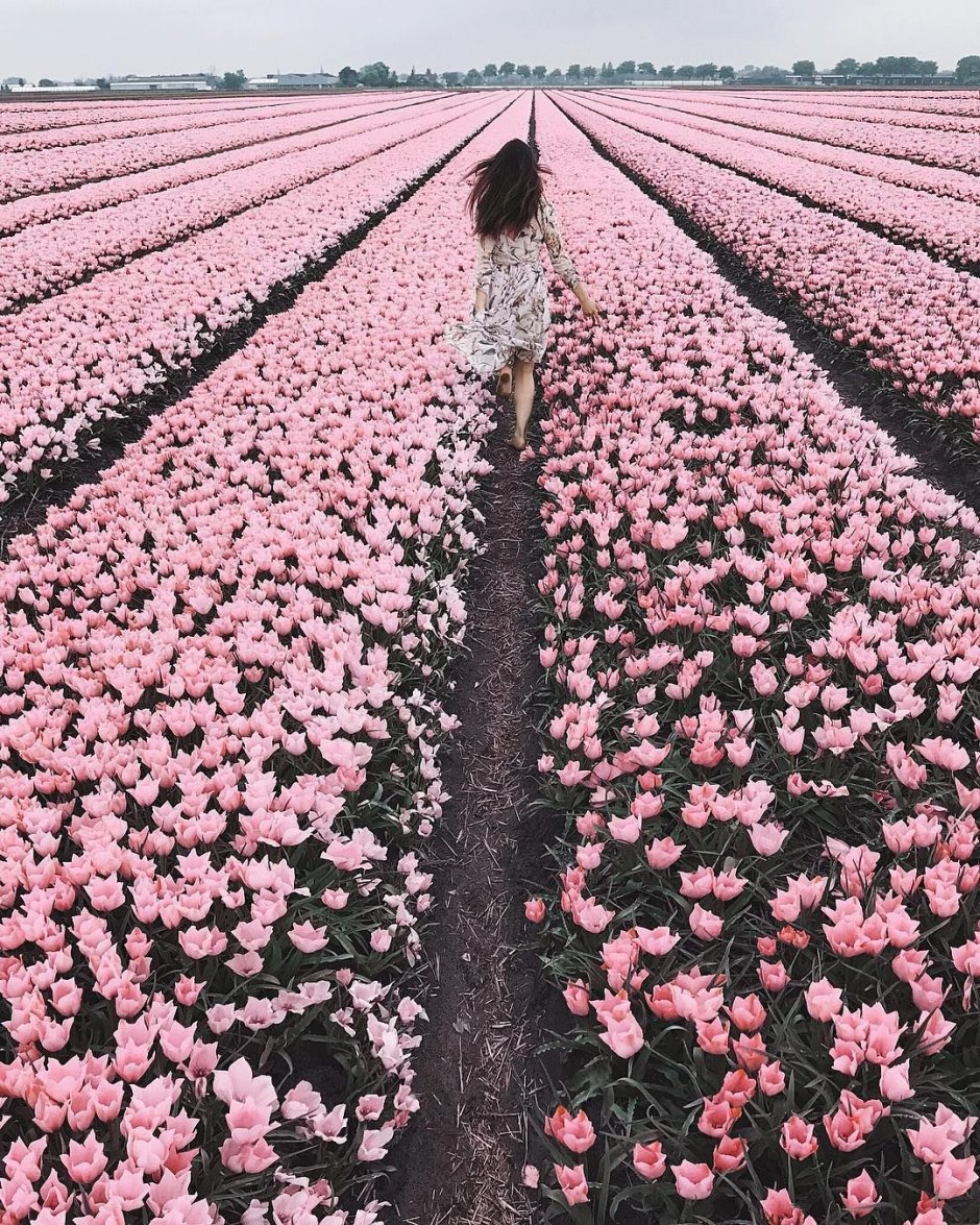 Эстетика цветов поле тюльпаны