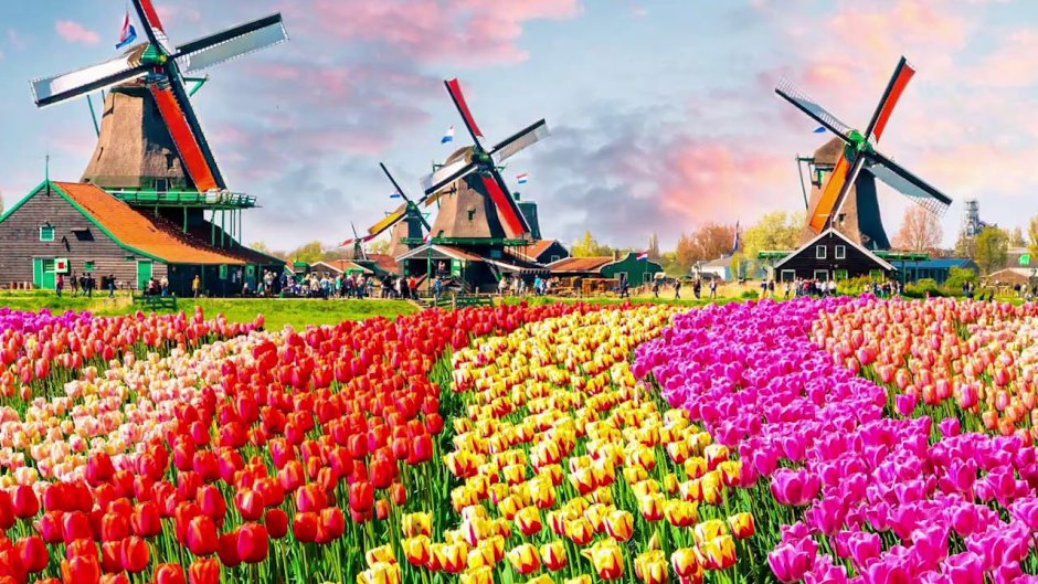 Тюльпан символ Голландии