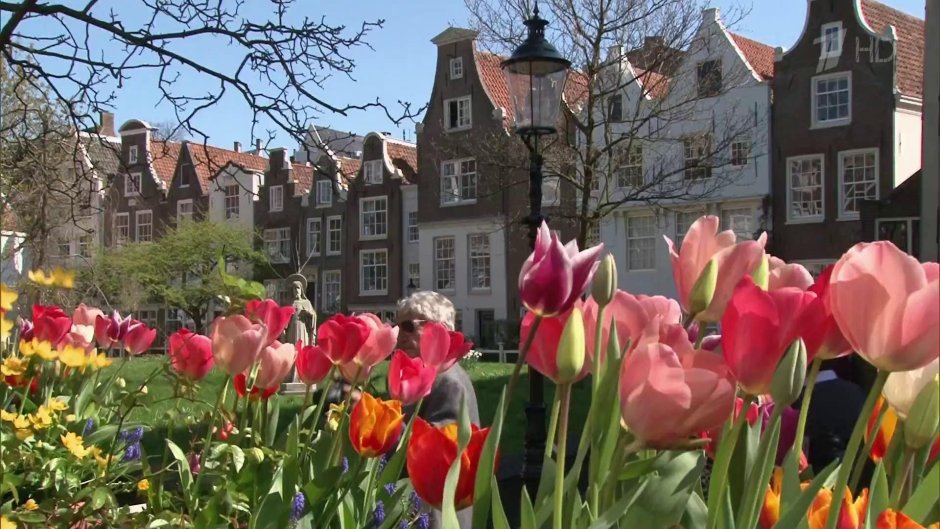 Голландия столица тюльпанов
