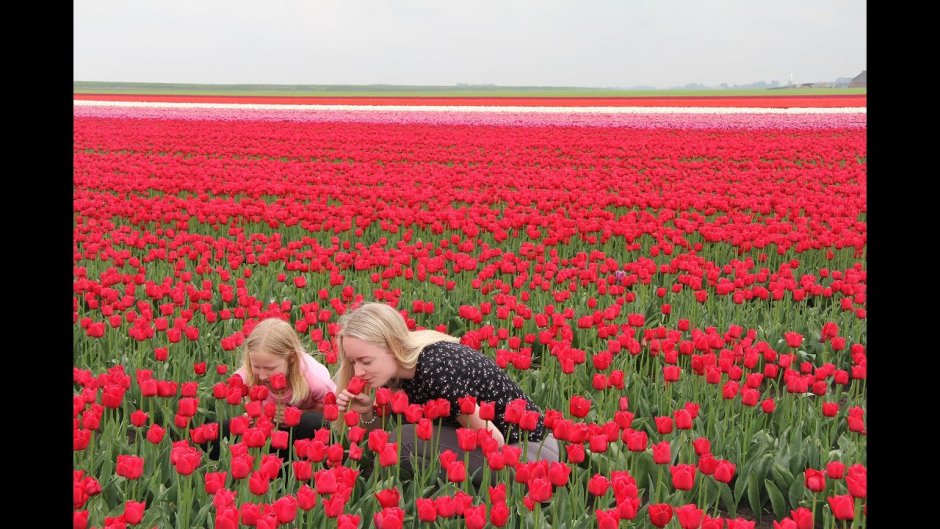 Girl many Tulips field