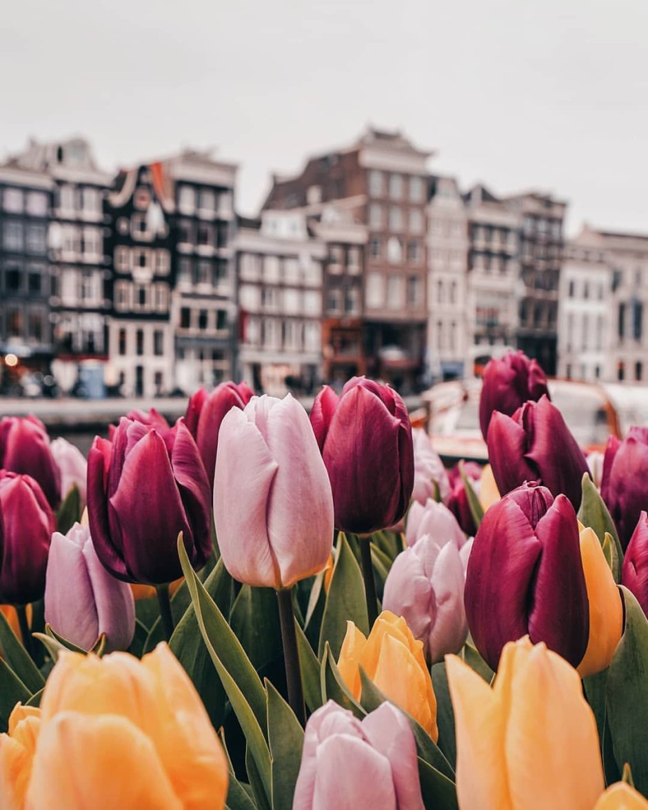 Амстердам тюльпаны