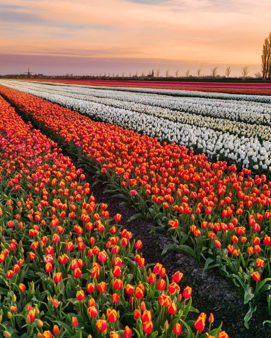 Амстердам цветение тюльпанов