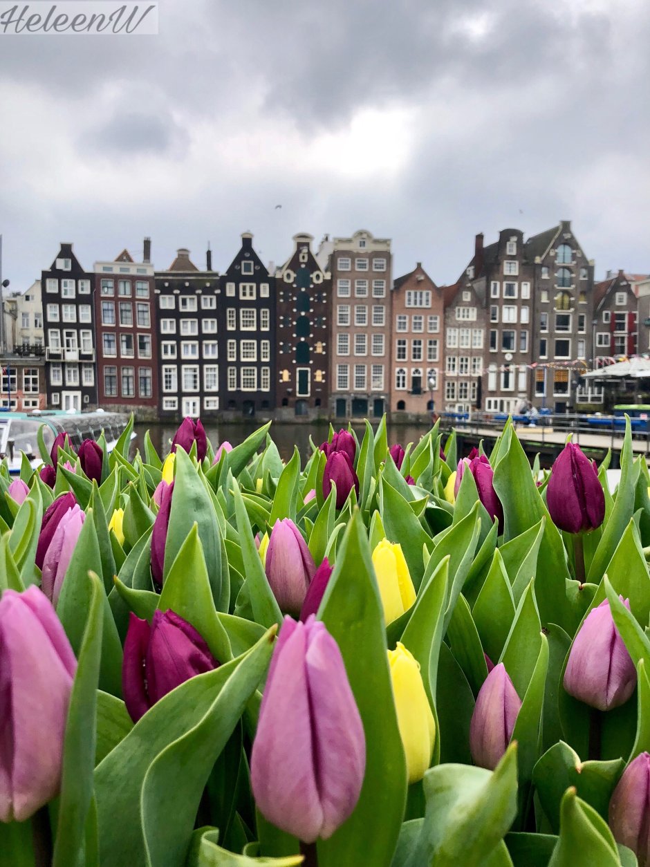 Голландские тюльпаны Амстердам