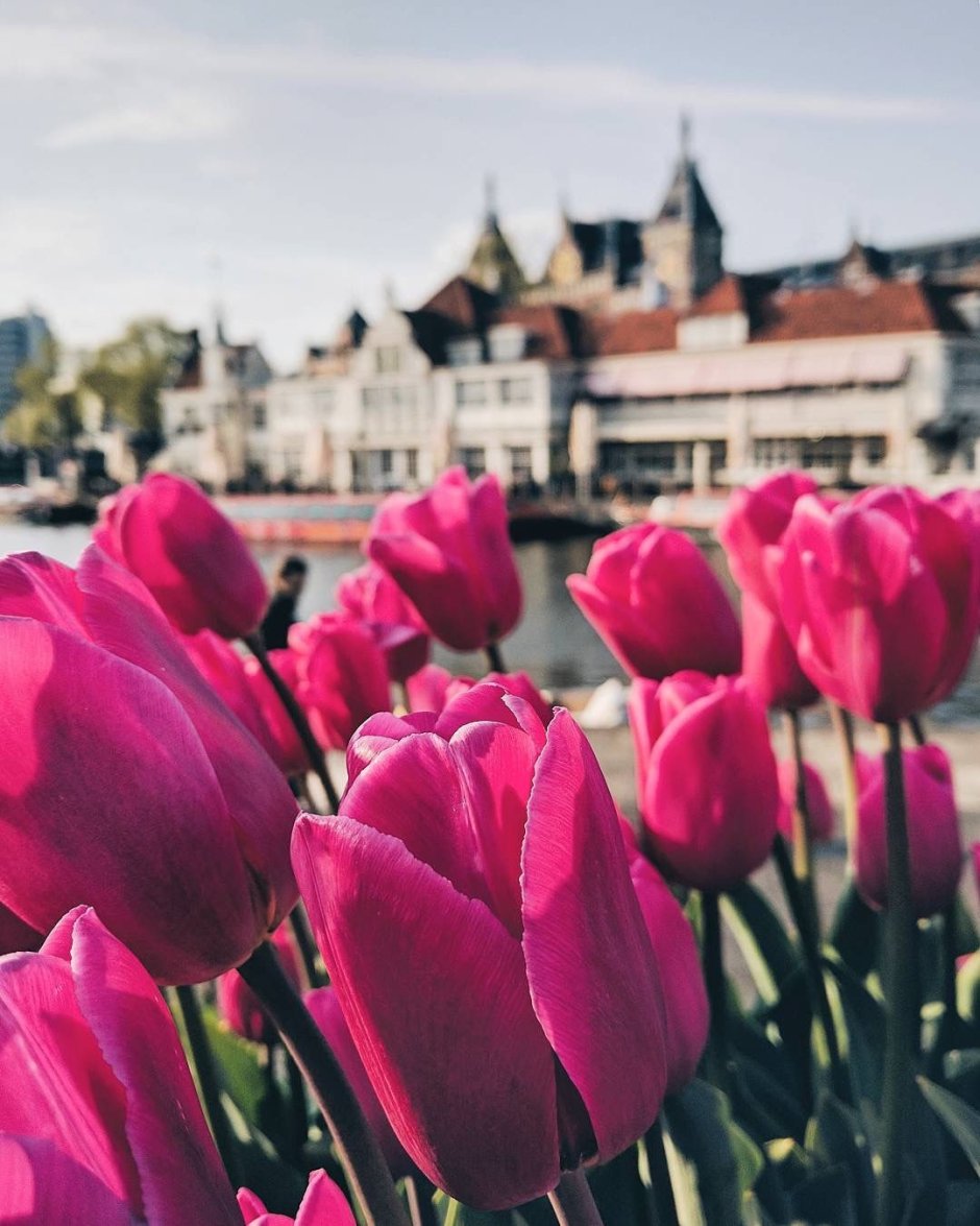 Амстердам столица Голландии тюльпаны