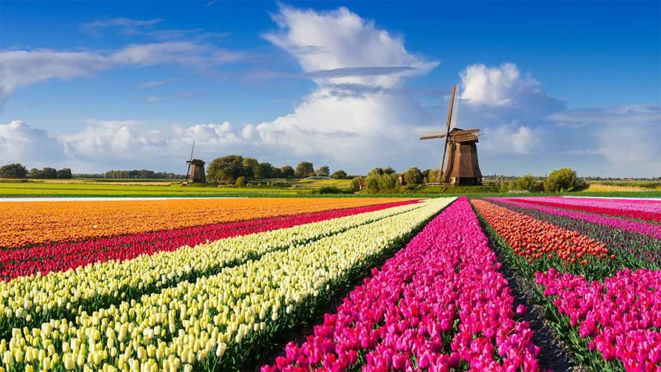 Амстердам тюльпановые поля рисунок