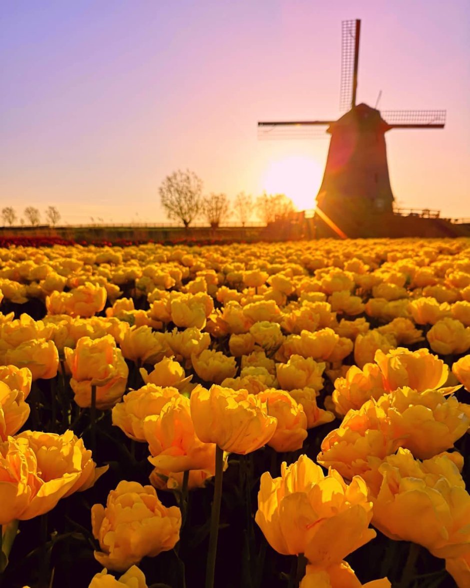 Нидерланды тюльпановые поля
